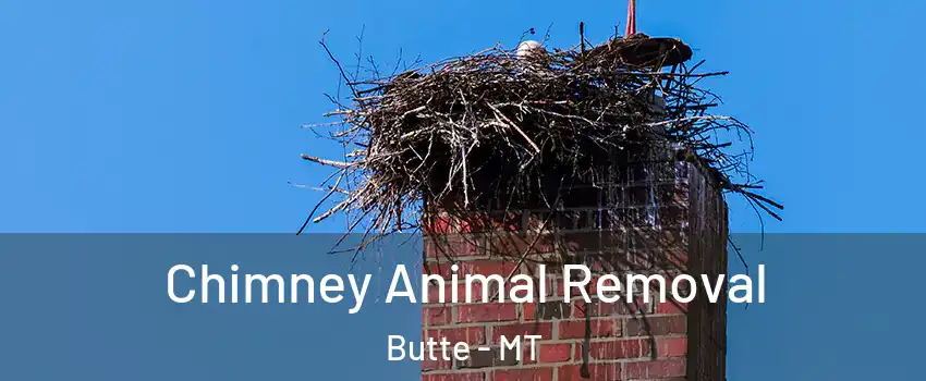  Chimney Animal Removal Butte - MT