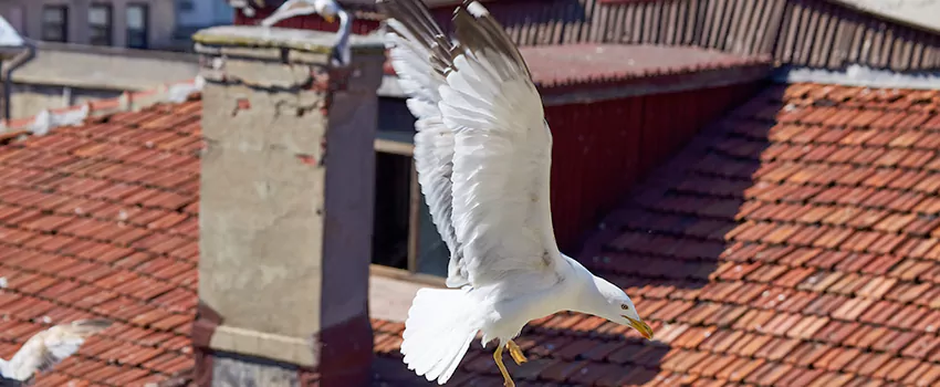 Residential Chimney Animal Removal Solution in Butte, MT