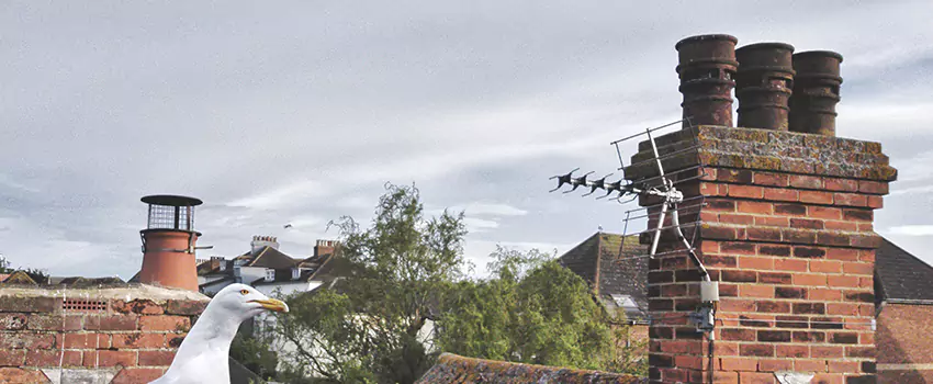 Chimney Cleaning And Restoration in Butte, Montana